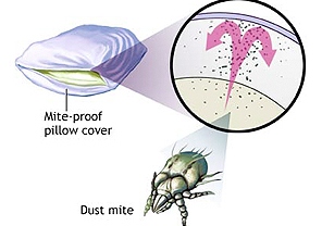 dust-mite-9